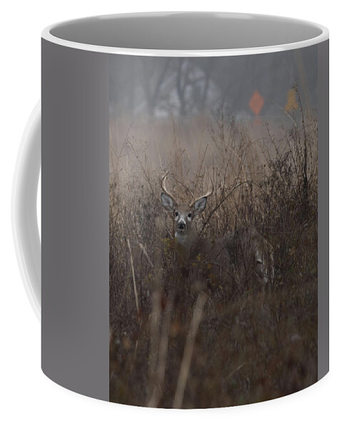Animal Coffee Mug featuring the photograph Big Buck by Paul Ross