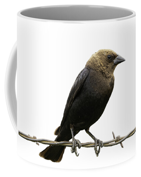 Nature Coffee Mug featuring the photograph Bird on Wire Brown Headed Cowbird by Jeff Phillippi
