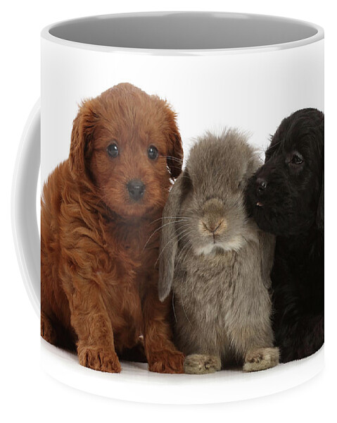 Animal Coffee Mug featuring the photograph Black And Red Cavapoo Puppies, And Grey by Mark Taylor