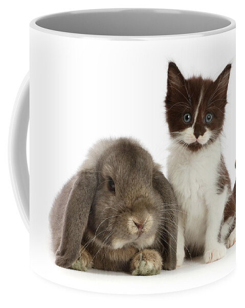 Animal Coffee Mug featuring the photograph Black-and-white Kitten And Lounging by Mark Taylor