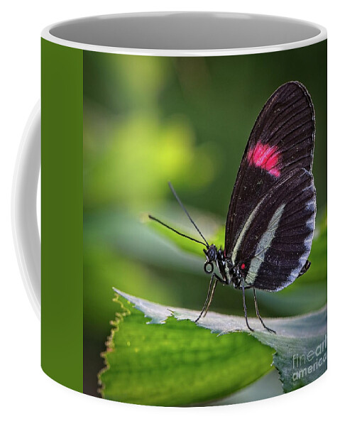 Butterfly Coffee Mug featuring the photograph Black butterfly by Phillip Rubino
