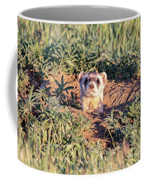 Ferret Coffee Mug featuring the photograph Black-footed Ferret Pops Up by Tony Hake