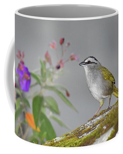 Panama Birds Coffee Mug featuring the photograph Black-striped Sparrow by Alan Lenk