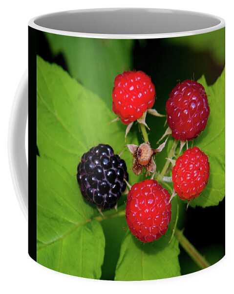 Johnson County Coffee Mug featuring the photograph Blackberries by Jeff Phillippi