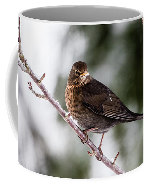 Female Common Blackbird Coffee Mug featuring the photograph Blackbird with snow on the beak by Torbjorn Swenelius