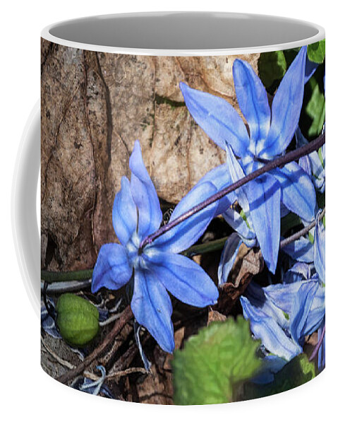 Bluebells Coffee Mug featuring the photograph Blending Time - by Julie Weber