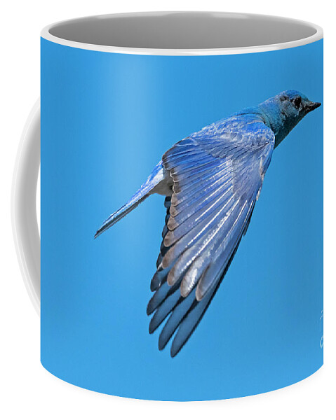 Mountain Bluebird Coffee Mug featuring the photograph Blue Fly By by Michael Dawson