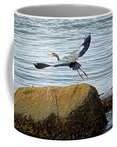 Heron Coffee Mug featuring the photograph Blue Heron in Flight by Cameron Wood