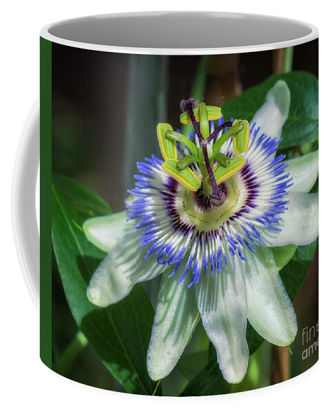 Blue Passion Flower Coffee Mug featuring the photograph Blue Passion Flower by Priscilla Burgers