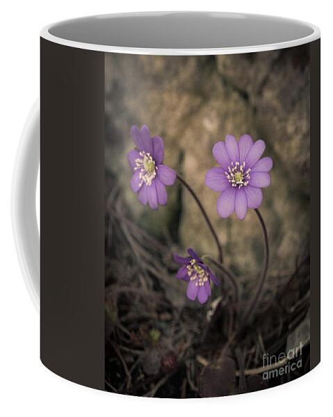 Common Coffee Mug featuring the photograph Blue violet anemone flower growing in a stone wall by Amanda Mohler