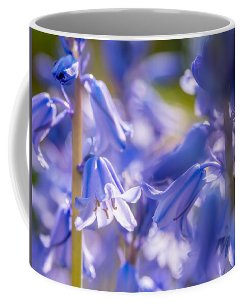 Bluebell Coffee Mug featuring the photograph Bluebell Afternoon by Derek Dean