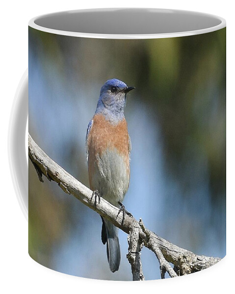Western Bluebird Coffee Mug featuring the photograph Bluebird Of Happiness 3 by Fraida Gutovich