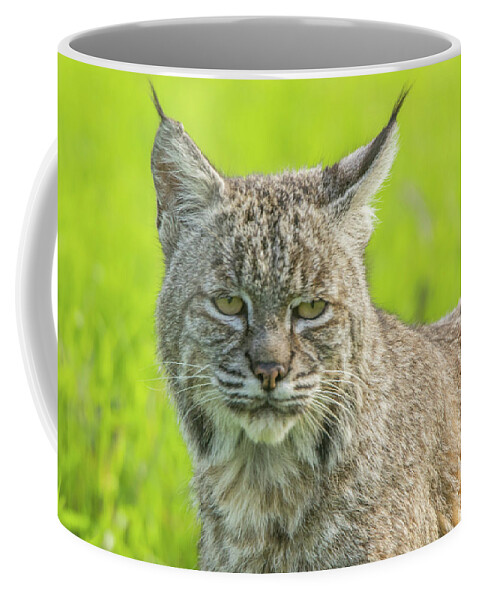 Usa Coffee Mug featuring the photograph Bobcat Stare by Marc Crumpler