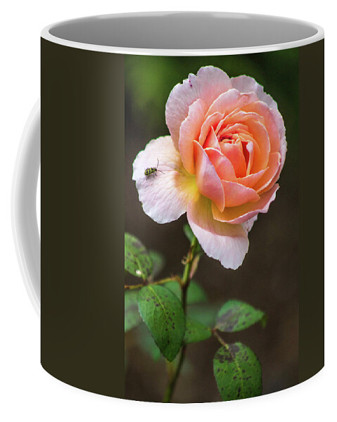 2017 Coffee Mug featuring the photograph Boscobel Rose by KC Hulsman