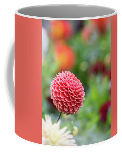 Cheerful Coffee Mug featuring the photograph Bright and cheery pompom dahlia by Anita Nicholson
