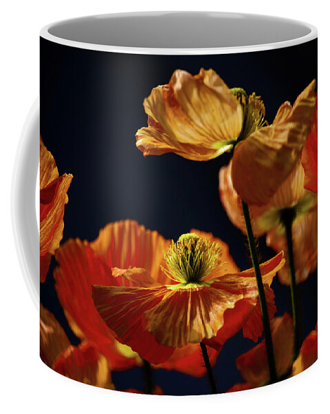 Icelandic Poppies Coffee Mug featuring the photograph Bright Orange Poppies by Cheryl Day