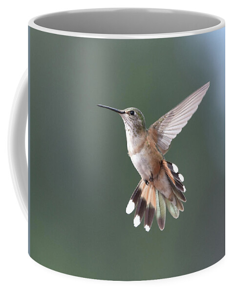 Hummingbird Coffee Mug featuring the photograph Broad-Tailed Hummer by Ben Foster