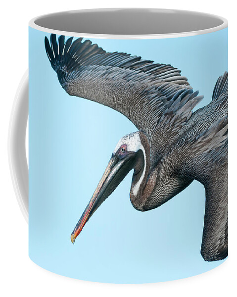 Animals Coffee Mug featuring the photograph Brown Pelican Flying, Santa Cruz Island by Tui De Roy