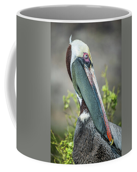Animals Coffee Mug featuring the photograph Brown Pelican On Sante Fe Island by Tui De Roy