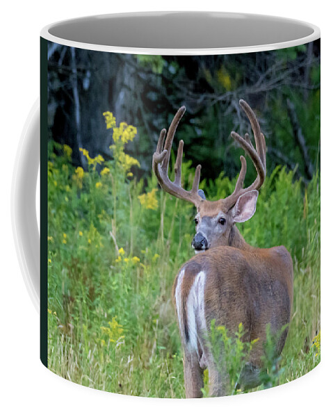 Buck Coffee Mug featuring the photograph Buck at Hunter Cove by Scene by Dewey