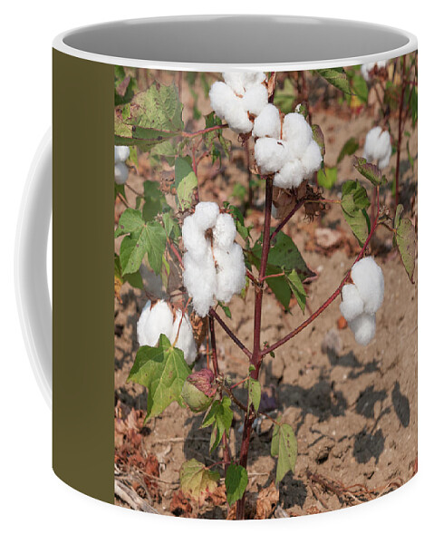 Cotton Coffee Mug featuring the photograph Buds of Cotton by Roy Pedersen