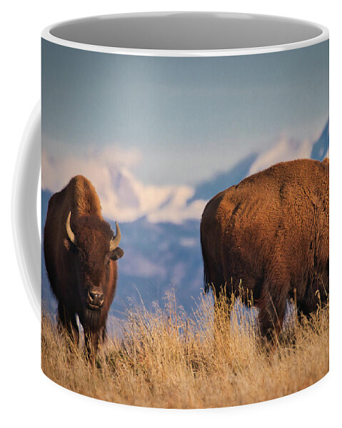 Buffalo Coffee Mug featuring the photograph Buffalo Grazing at Dawn by Kevin Schwalbe