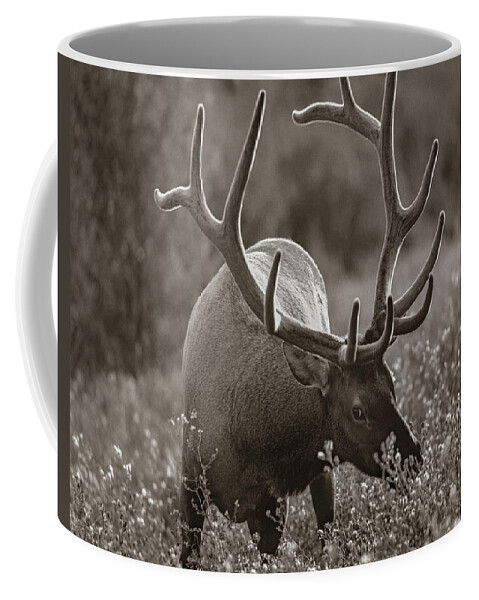 Disk1215 Coffee Mug featuring the photograph Bull Elk In Banff National Park by Tim Fitzharris