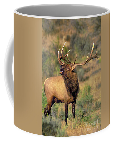 North America Coffee Mug featuring the photograph Bull Elk in Rut Bugling Yellowstone Wyoming Wildlife by Dave Welling