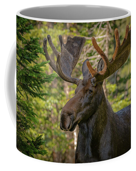 Moose Coffee Mug featuring the photograph Bull Moose Glamour Shot by Gary Kochel
