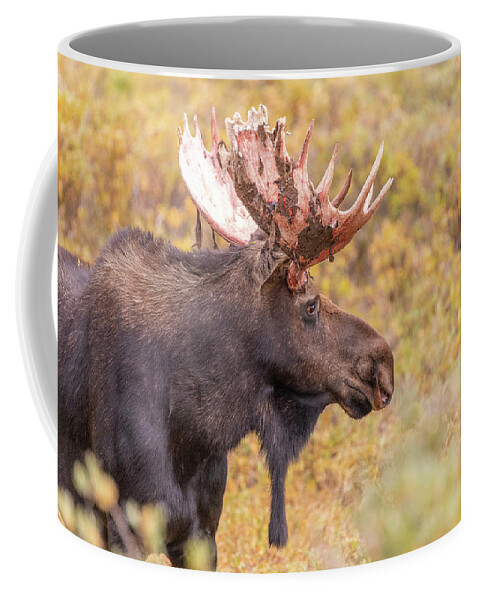 Moose Coffee Mug featuring the photograph Bull Moose in Fall Colors by Tony Hake