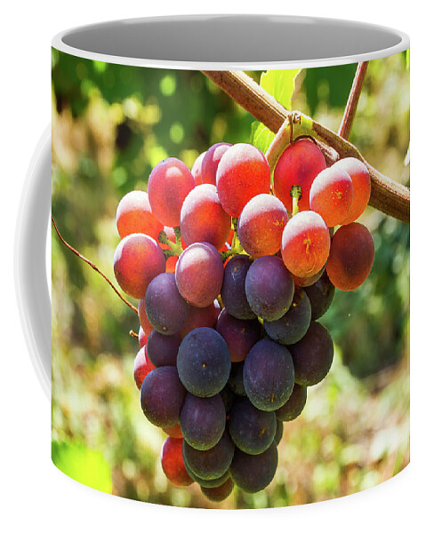 Grape Coffee Mug featuring the photograph Bunch of grapes - 4 by Paul MAURICE