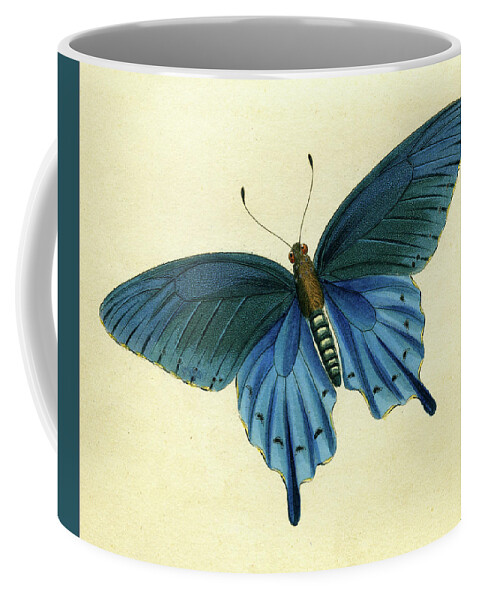 Entomology Coffee Mug featuring the mixed media Butterflies detail - Papilio philenor by Unknown