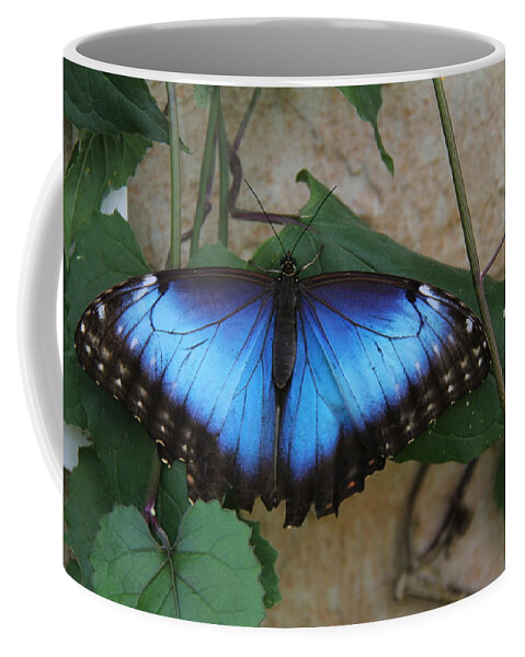 Butterfly Coffee Mug featuring the photograph Butterfly - Blue Morpho by Richard Krebs