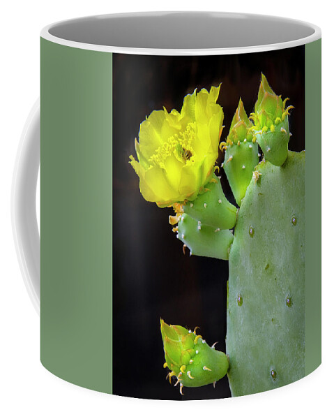 Texas Coffee Mug featuring the photograph Texas Cactus Blooms With Bee II by Harriet Feagin