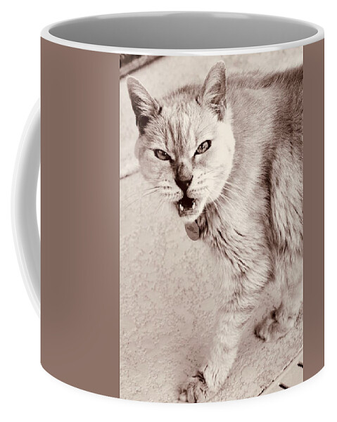 Coco Coffee Mug featuring the photograph Call of the Wild Hangry Cat Too by Debra Grace Addison