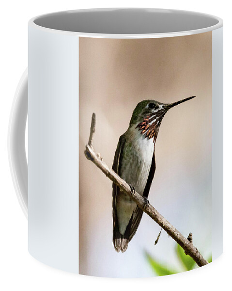 Bird Coffee Mug featuring the photograph Calliope by Jody Partin
