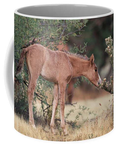Foal Coffee Mug featuring the photograph Can I Eat This? by Shannon Hastings