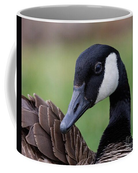 Photography Coffee Mug featuring the photograph Canada Goose by Alma Danison
