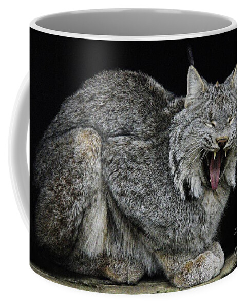 Photography Coffee Mug featuring the photograph Canadian Lynx by Larry Ricker