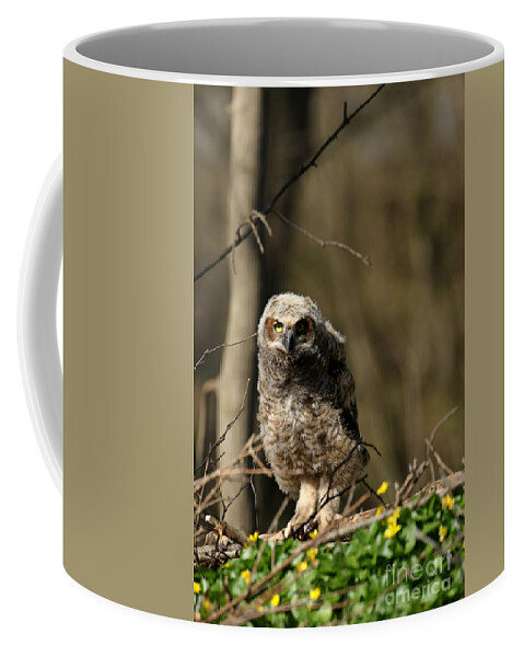Great Horned Owl Coffee Mug featuring the photograph Captivated by Heather King