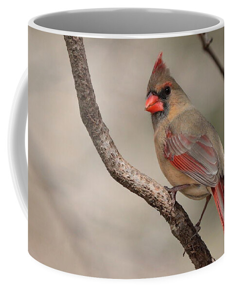 Cardinal Coffee Mug featuring the photograph Cardinal 5589 by John Moyer