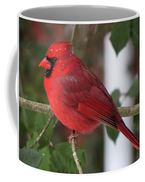Cardinal Coffee Mug featuring the photograph Cardinal in Winter by Linda Stern