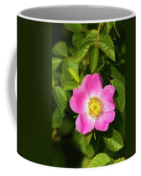 Allegheny Plateau Coffee Mug featuring the photograph Carolina Or Pasture Rose by Michael Gadomski