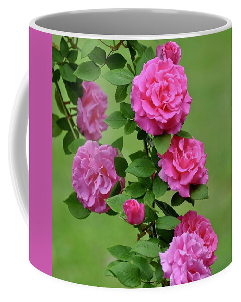 Petals Coffee Mug featuring the photograph Cascading Zephirine Drouhin Rose by Lynn Hunt