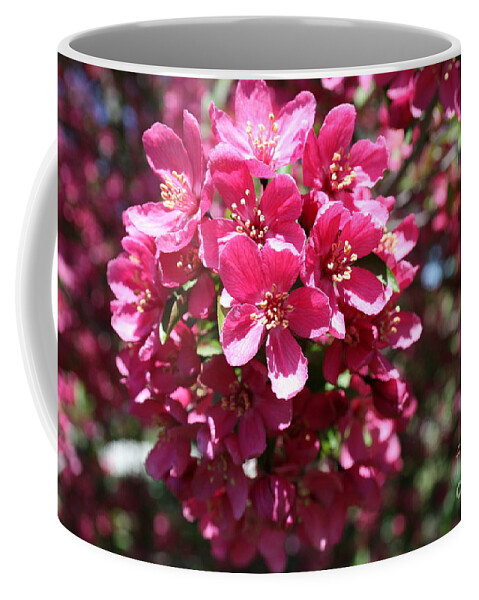 Highland Productions Llc  Darren Dwayne Frazier  Cherry Blossoms Bright Spring Day Coffee Mug featuring the photograph Cherry Blossoms 2019 IV by Darren Dwayne Frazier