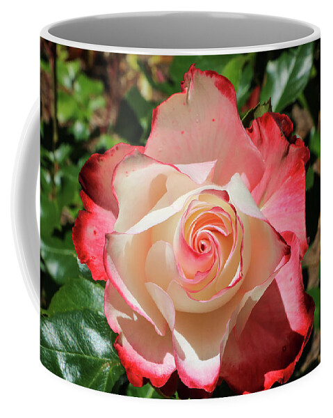 Cape Arago Coffee Mug featuring the photograph Cherry Parfait Rose by Dawn Richards