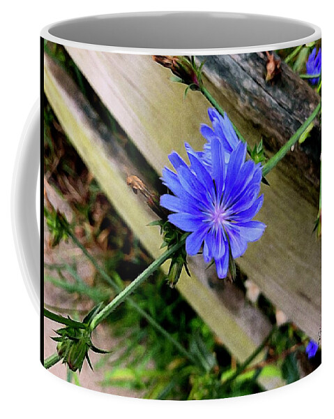 Brushstroke Coffee Mug featuring the photograph Chickory Flower Growing in a Plank by Jori Reijonen
