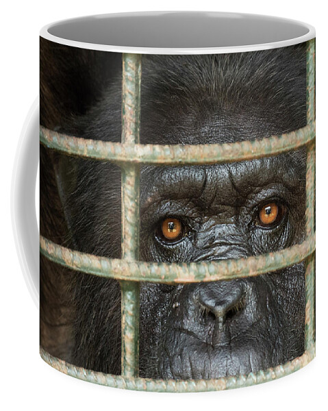Gerry Ellis Coffee Mug featuring the photograph Chimpanzee At Limbe Wildlife Center by Gerry Ellis