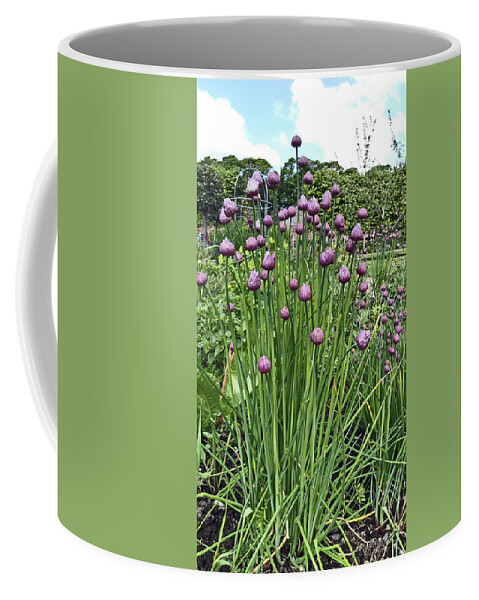 Chorley Coffee Mug featuring the photograph CHORLEY. Astley Hall. Walled Garden Chive Flowers. by Lachlan Main
