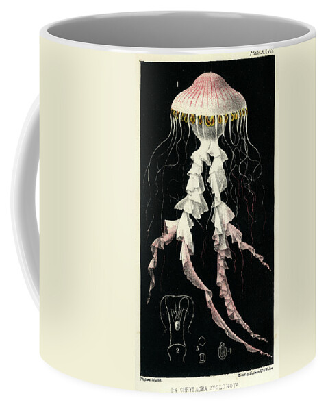 Sealife Coffee Mug featuring the mixed media Chrysaora Cyclonota by Philip Henry Gosse